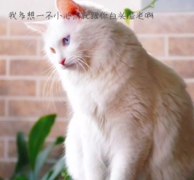 期待白头偕老小猫可怜想念朋友圈封面签名