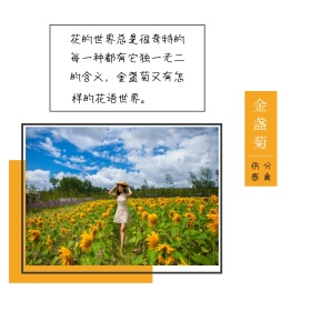 金盏菊花简约橘色方形配图