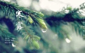 简约清新寒露花骨朵花苞图片海报