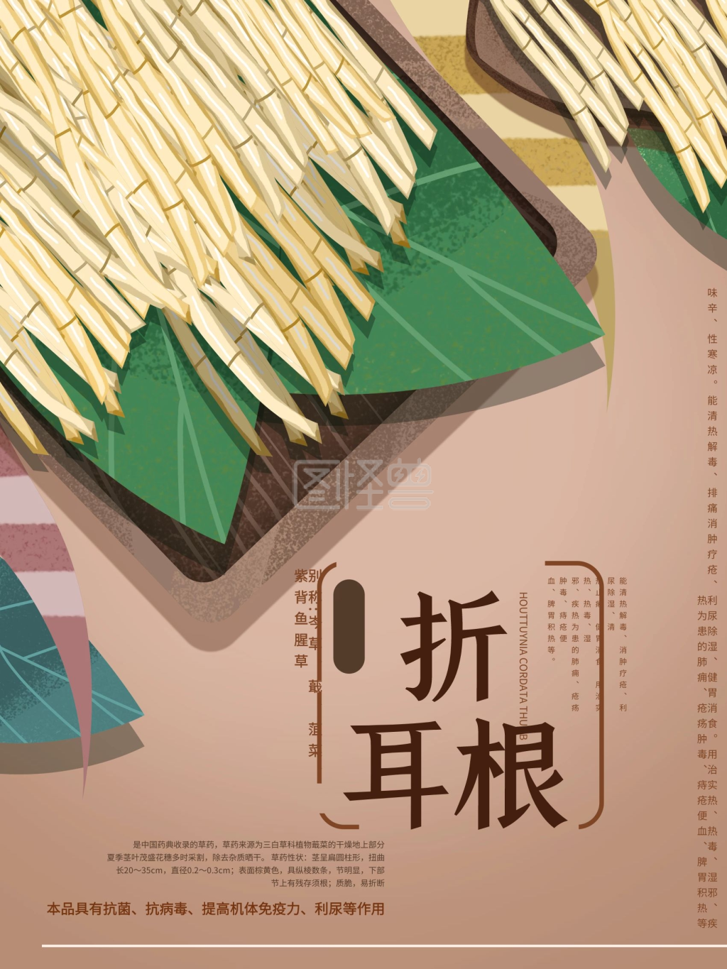 原创手绘折耳根宣传海报