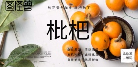 枇杷海报