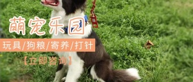 橙色简约卡通宠物食品用品打针公众号封面