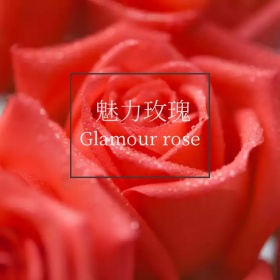 魅力玫瑰手机微博封面