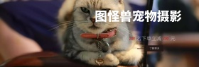 图怪兽宠物摄影benner