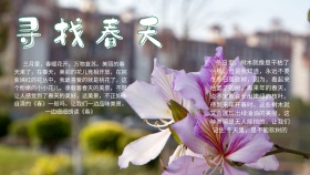 创意卡通扁平简约寻找春天手抄报海报