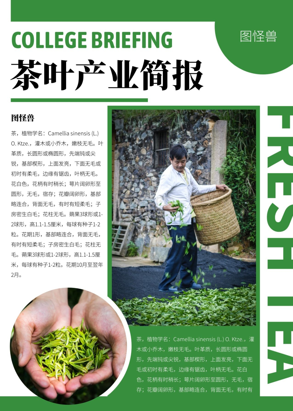 茶叶产业简报绿色简约简报