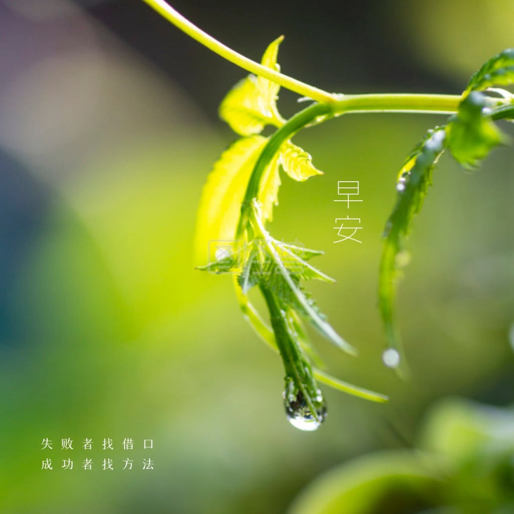 绿色植物早安问候