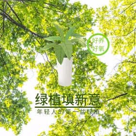 绿植Main主图！