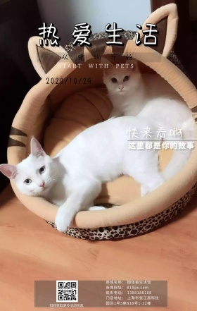 宠物故事美图欣赏日签