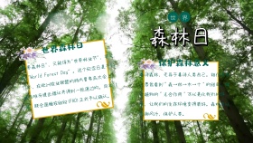 绿色植物世界森林日宣传手抄报