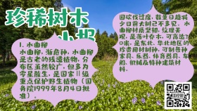 绿色简约珍稀树木小报手抄报