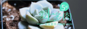 爱上多肉绿植盆栽聚划算banner图片