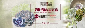 米灰色写实风桌面多肉植物淘宝电商天猫海报banner
