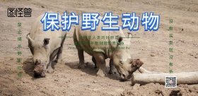 保护动物海报犀牛故事