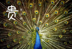 贵而不娇孔雀图