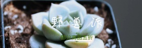 野兽派盆栽植物年中大促banner图片