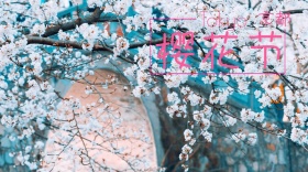 京都樱花节公众号封面