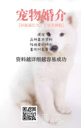 宠物婚介所猫咪狗狗浪漫爱情营销日签