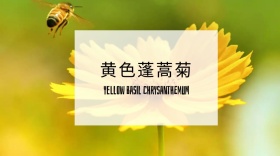 蓬蒿菊花海黄色绿色传说公众号封面模版