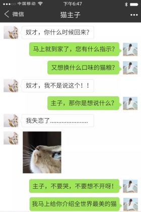 猫咪失恋幽默配图
