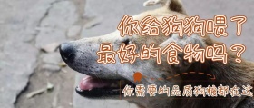 宠物食物简约公众号封面