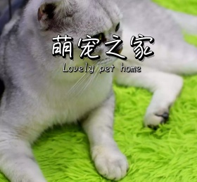 萌宠宠物可爱动物朋友圈封面