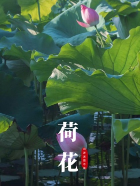 荷花出淤泥而不染海报设计