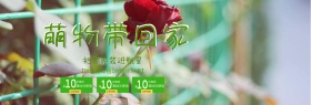 清新手绘多肉盆栽电商淘宝海报banner萌物带回家