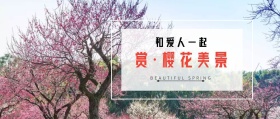 和爱人一起赏樱花美景原创公众号封面