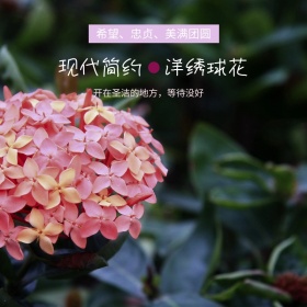 520表白节鲜花主图直通车模板