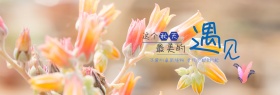 紫色文艺小清新多肉植物淘宝banner淘宝海报