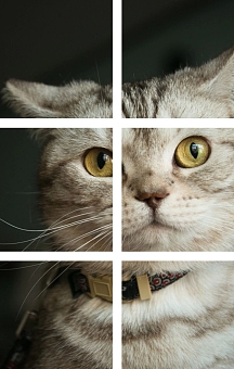 灰色猫咪六宫格拼图图片