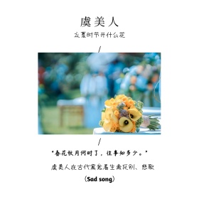 立夏时令开什么花虞美人简约白色方形配图