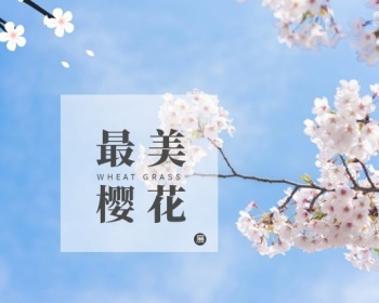 简约樱花背景樱花元素樱花小程序封面图