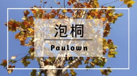 泡桐树木花朵春天天空公众号封面模版