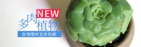 多肉植物组合绿植聚划算banner图片