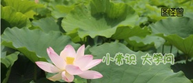 美容红包封面海报简约时尚绽放美丽