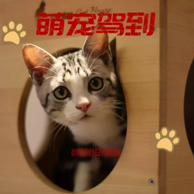 萌宠驾到公众号配图