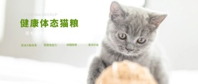 宠物用品公众号封面