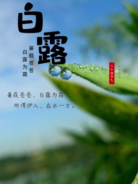白露节气海报设计
