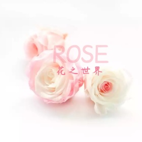 花之世界白玫瑰玫瑰手机微博封面模板