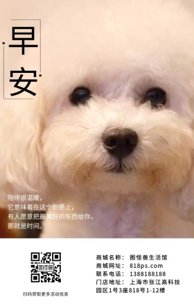 狗狗眼睛宠物萌宠动物早安问候陪伴海报