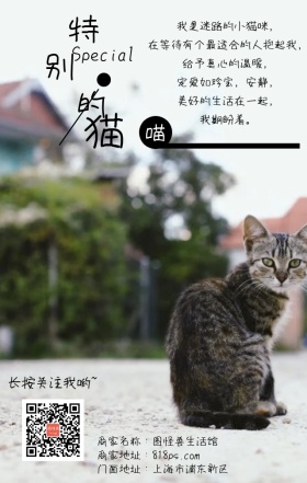 特别的猫流浪伤感手机壁纸海报