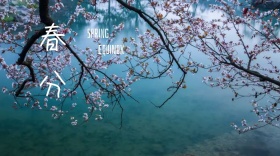 春分简约spring公众号封面模版
