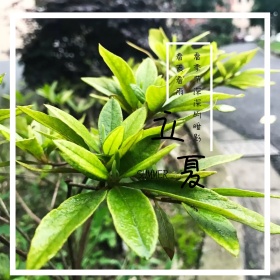 二十四节气立夏雨后季节简约公众号配图