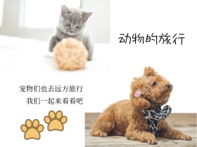 动物的旅行狗狗摄影风公众号横版配图模版