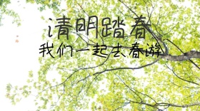 清明简约踏春公众号封面模版