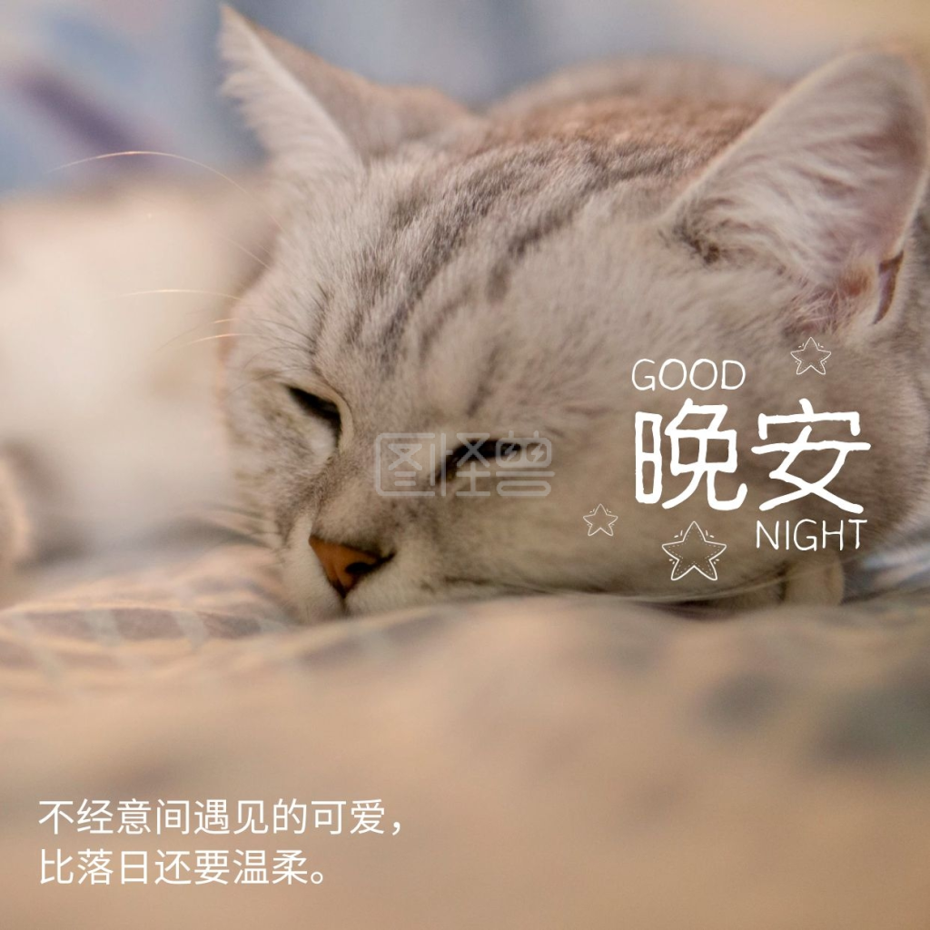 早晚安-晚安可爱猫咪睡觉照片简约小天早晚安在线图片制作-图怪兽