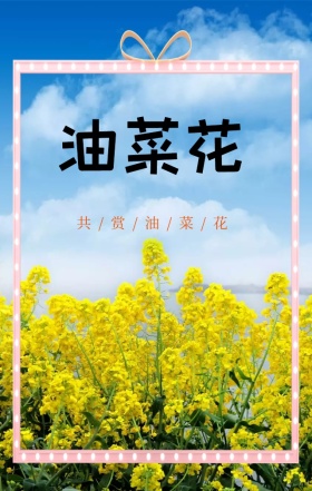 旅行春游油菜花黄色摄影海报H5模板