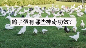 鸽子蛋有哪些神奇功效公众号封面